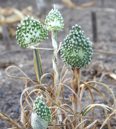 Allium guttatum ssp sardorum ex Zakinthos – Copy