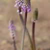 Barnardia numidica ex. Ibiza – Copy