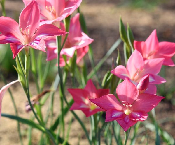 Gladiolus-carmineus