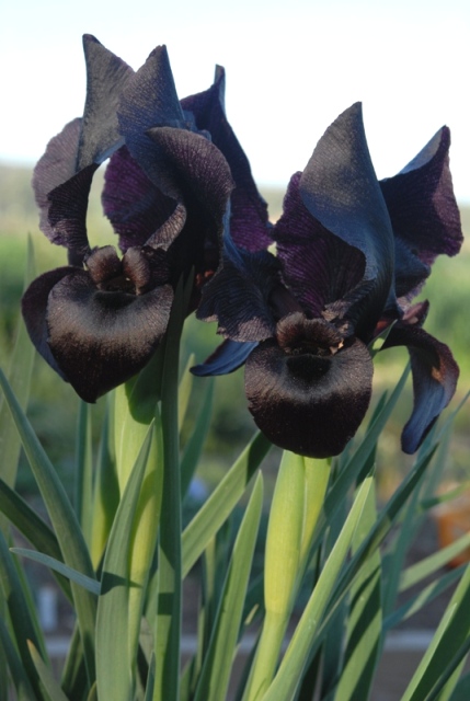 Iris nigricans. – Copy – Copy