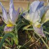 Iris-schelkownikowii