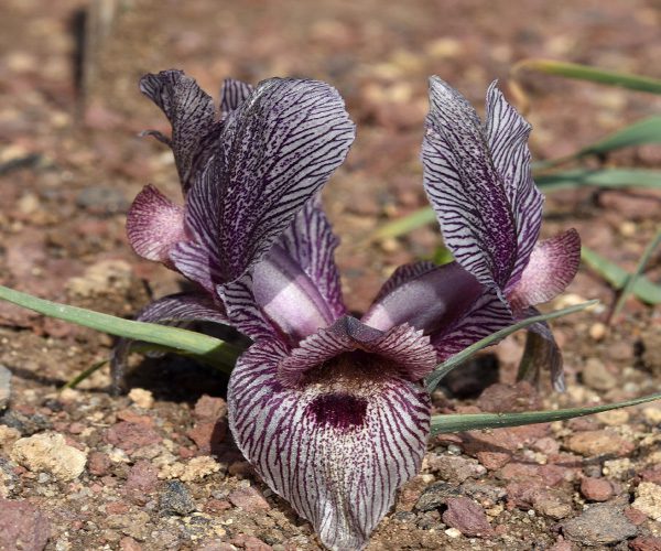 Iris-schelkownikowii-x-Iris-lycotis
