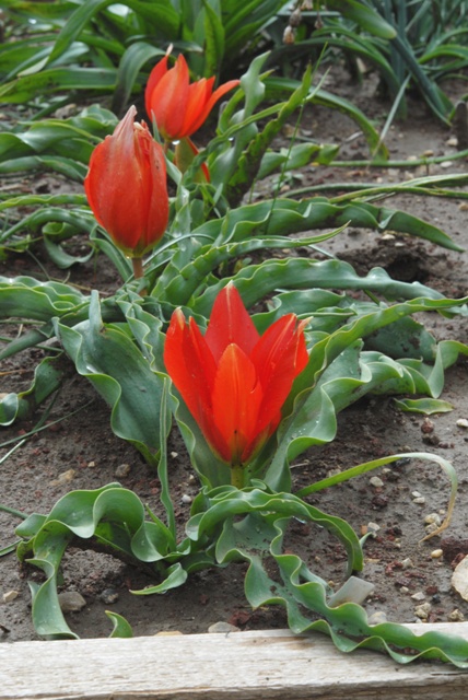 Tulipa agenensis sharonensis – Copy