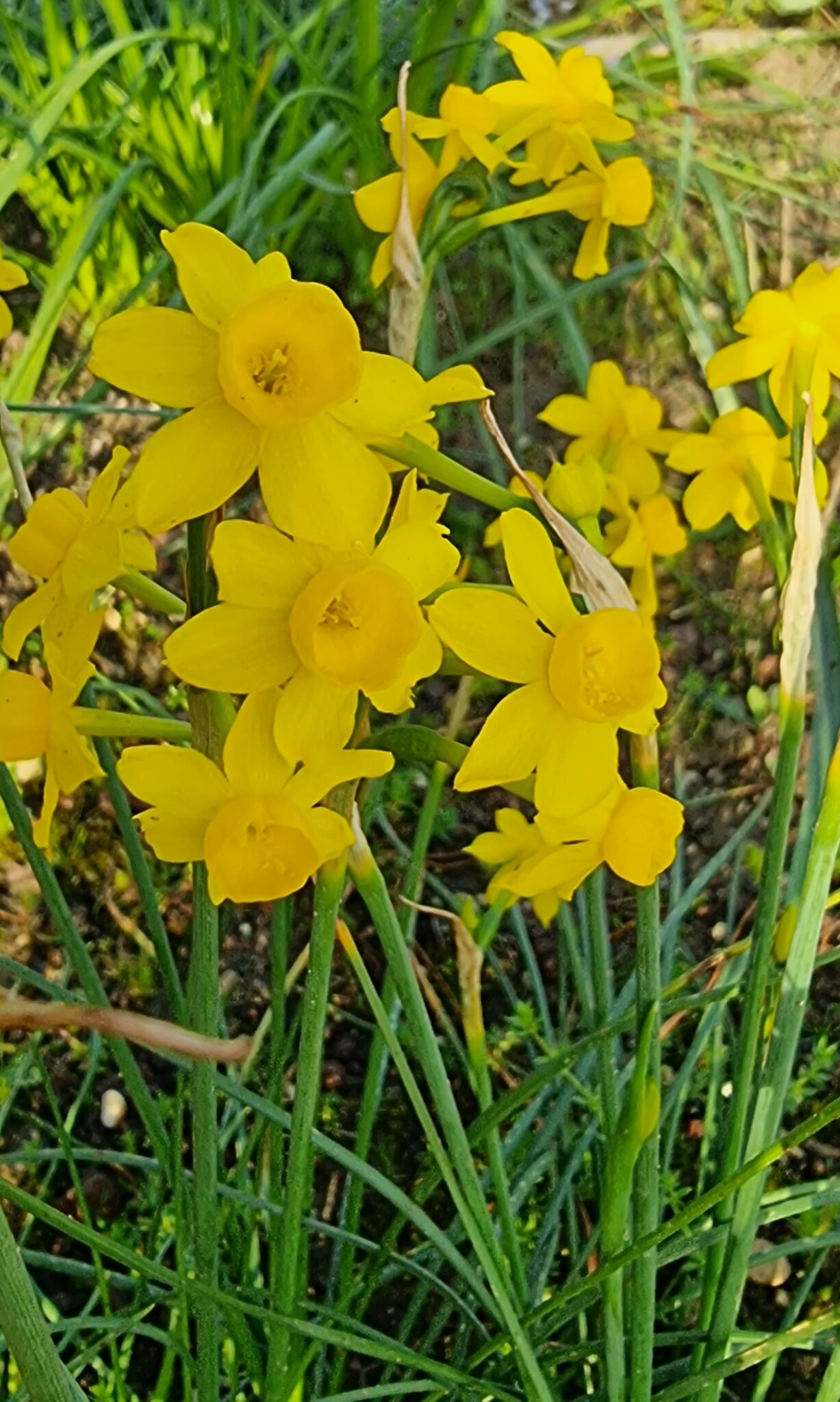 Biarum pyrami LB807 SEEDS OF PEACE