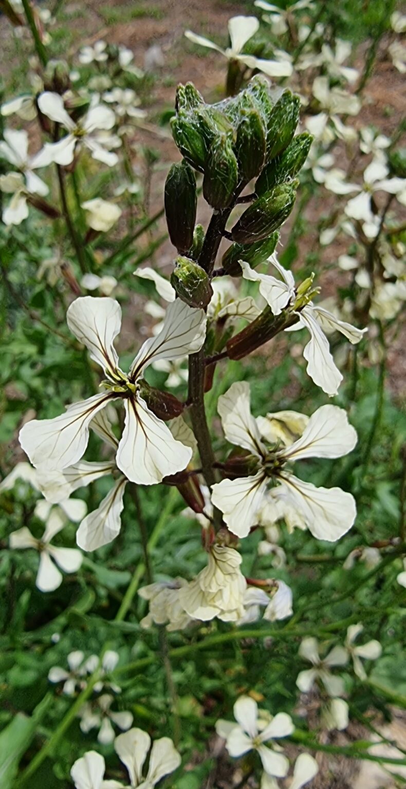 Seeds of Perennials not bulbs SEEDS OF PEACE