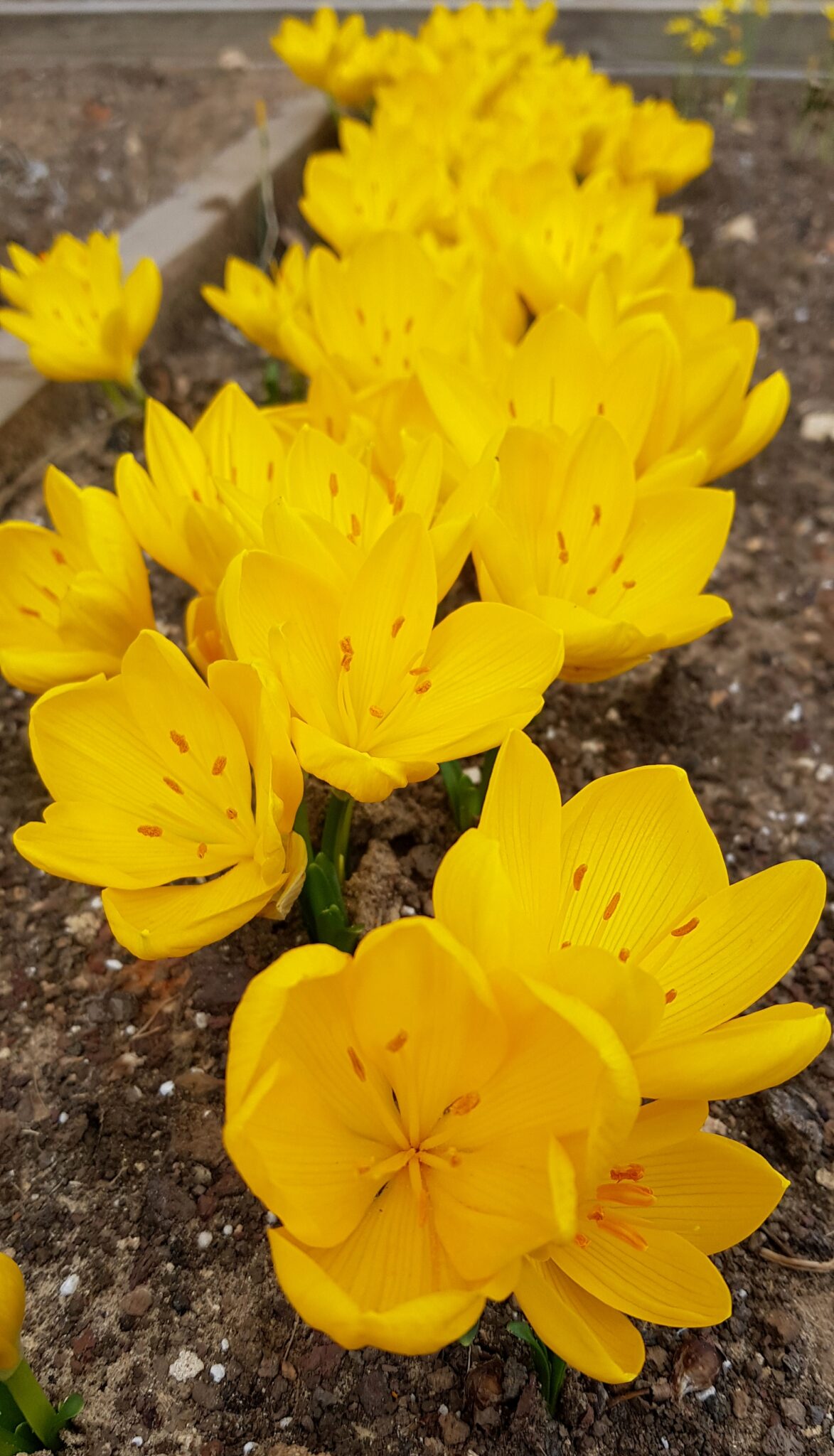Cyclamen graecum ssp candicum OP220235 SEEDS OF PEACE