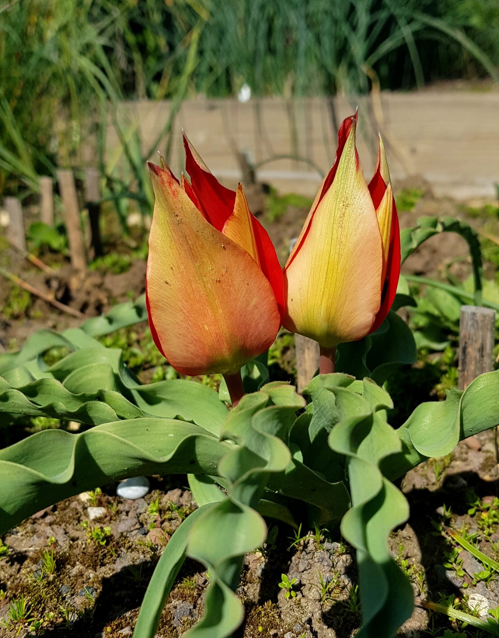 tulipa-agenensis-sharonensis-op28317-seeds-of-peace