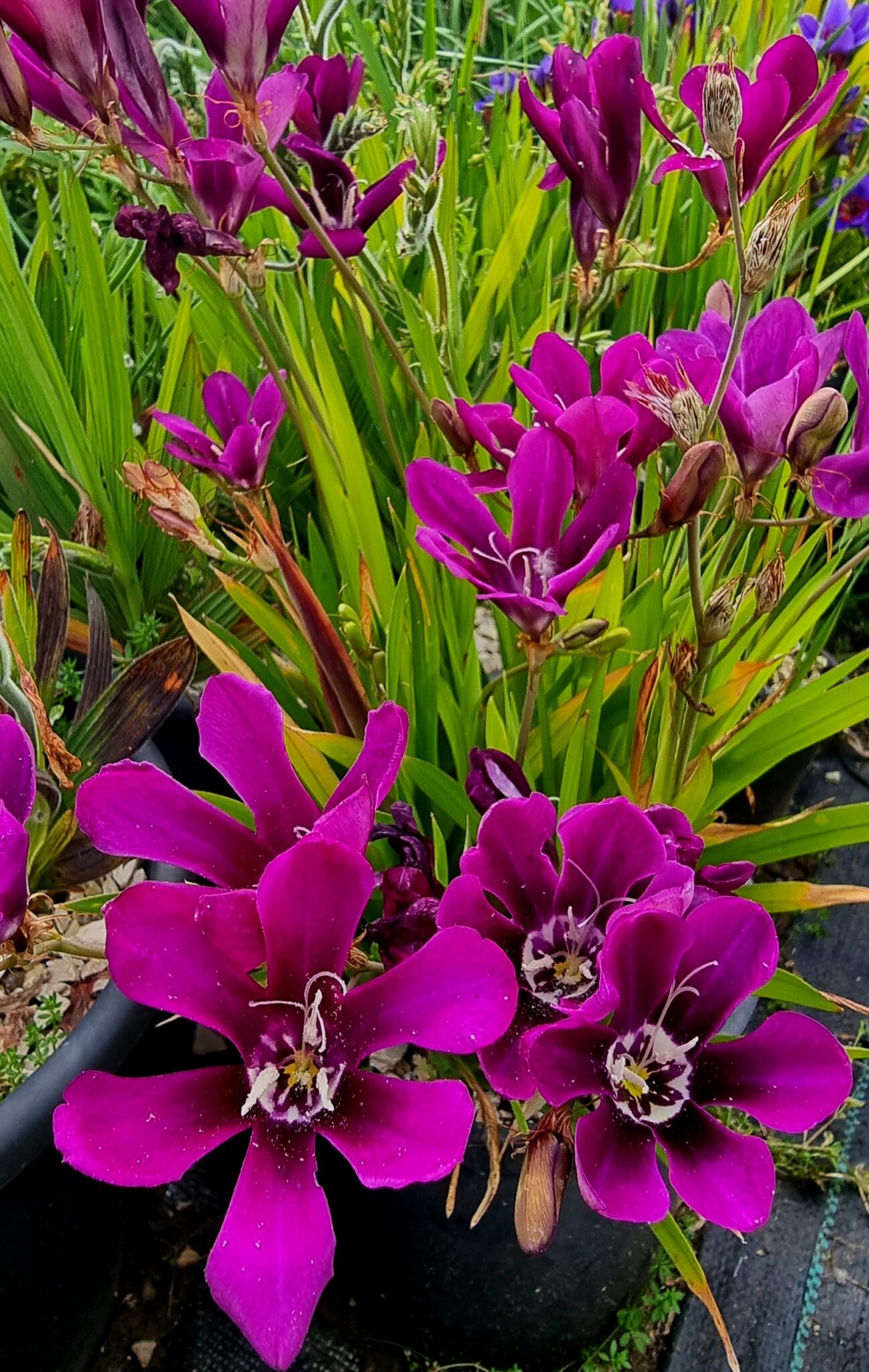 Sparaxis grandiflora ssp. grandiflora SEEDS OF PEACE