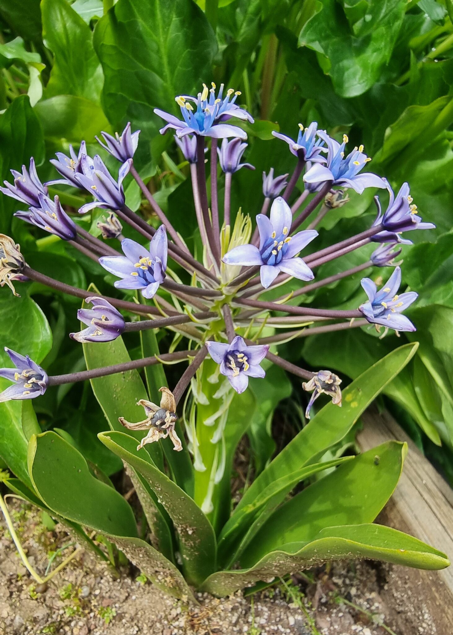 Scilla peruviana subsp. ughii SEEDS OF PEACE