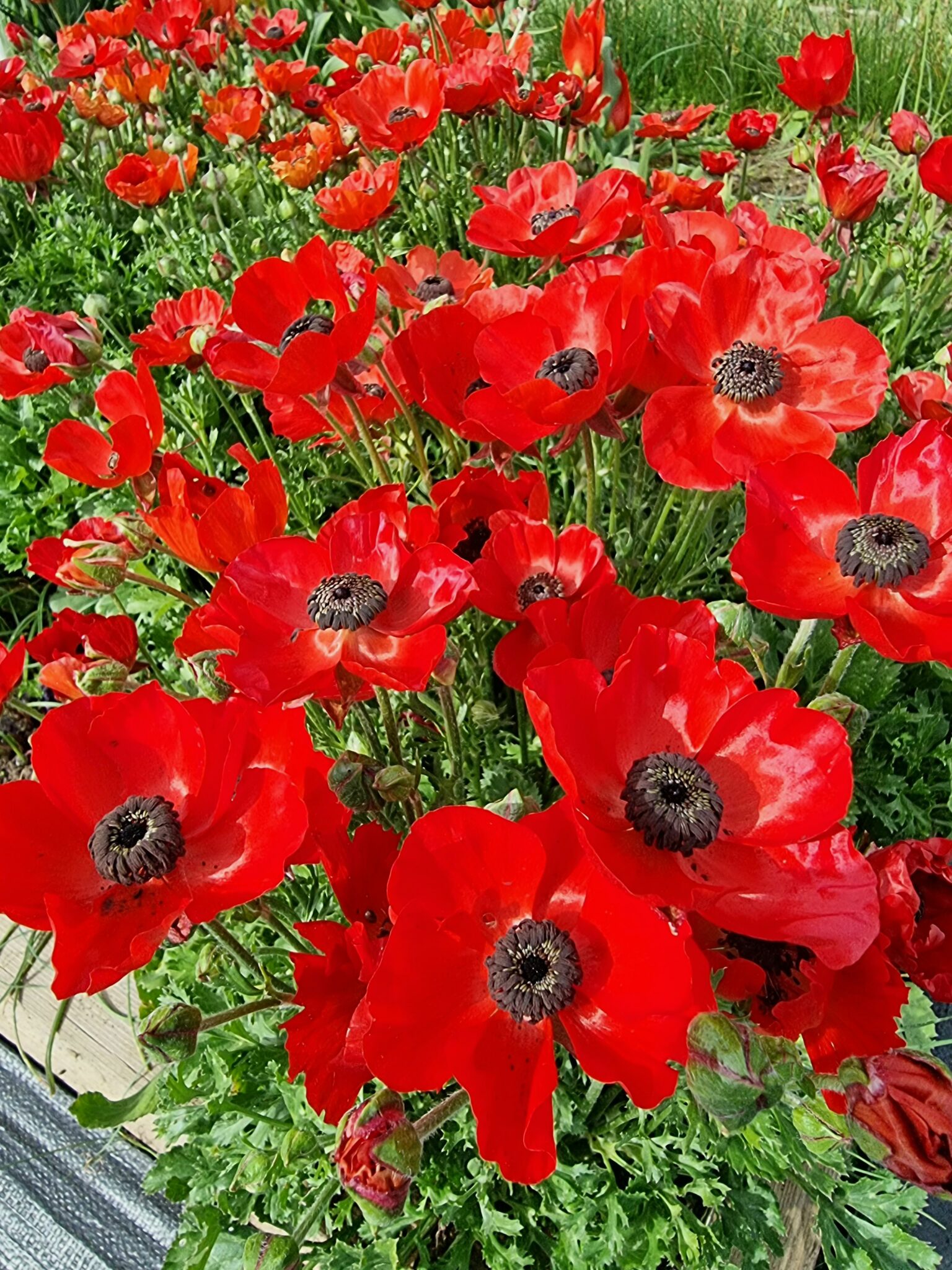 Ranunculus asiaticus OP211208 SEEDS OF PEACE