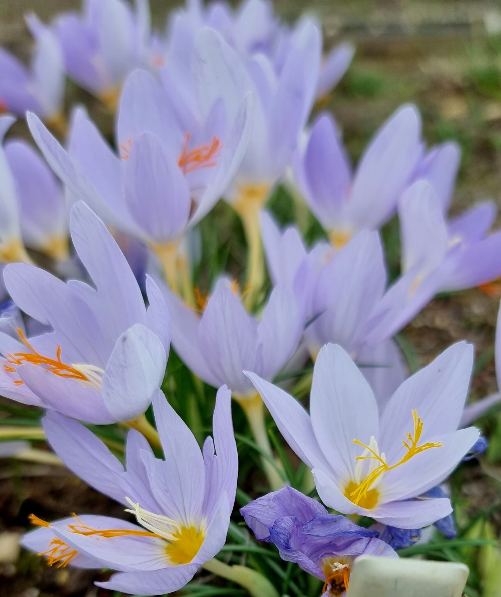 Crocus tournefortii OP216033 SEEDS OF PEACE