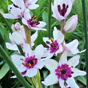 Wurmbea stricta