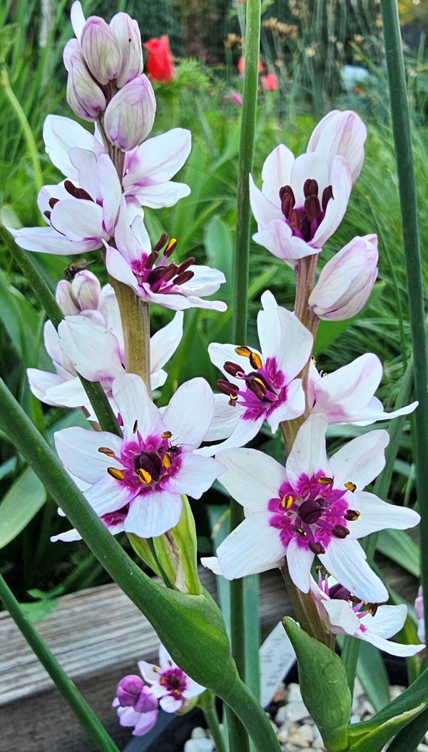 Wurmbea stricta