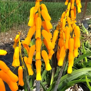 Lachenalia flava