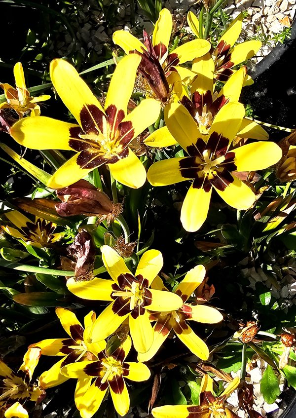 Sparaxis maculosa
