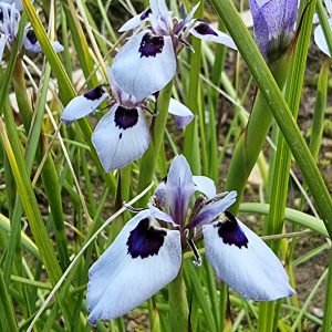Moraea aristata