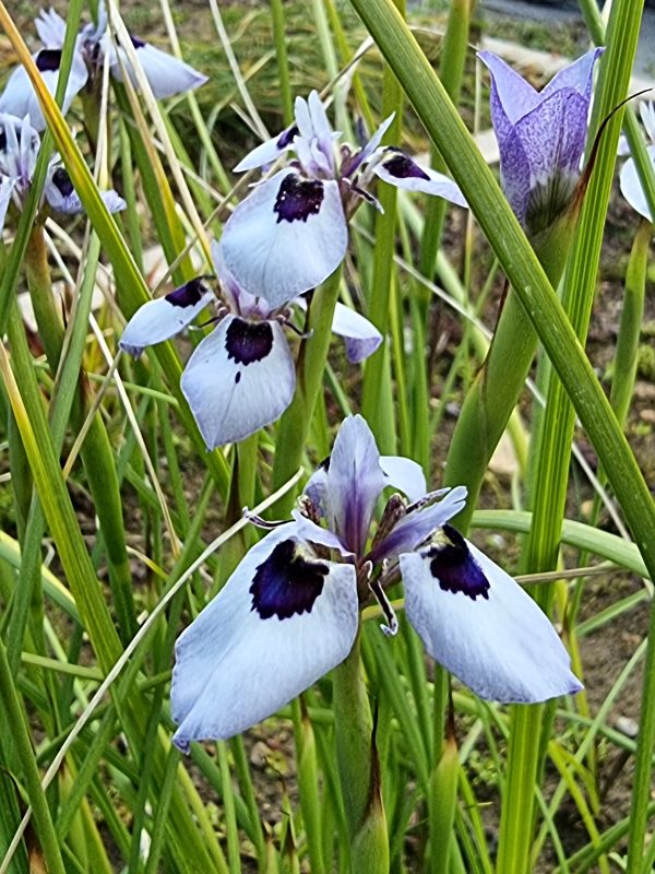 Moraea aristata