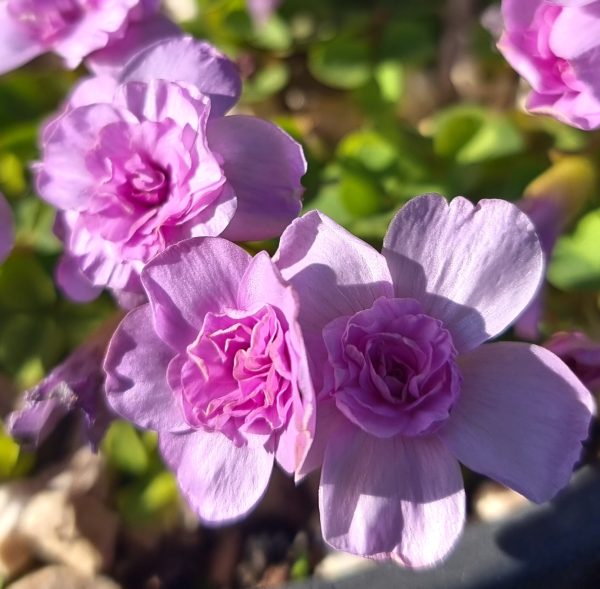 Oxalis nidulans 'Pom Pom'