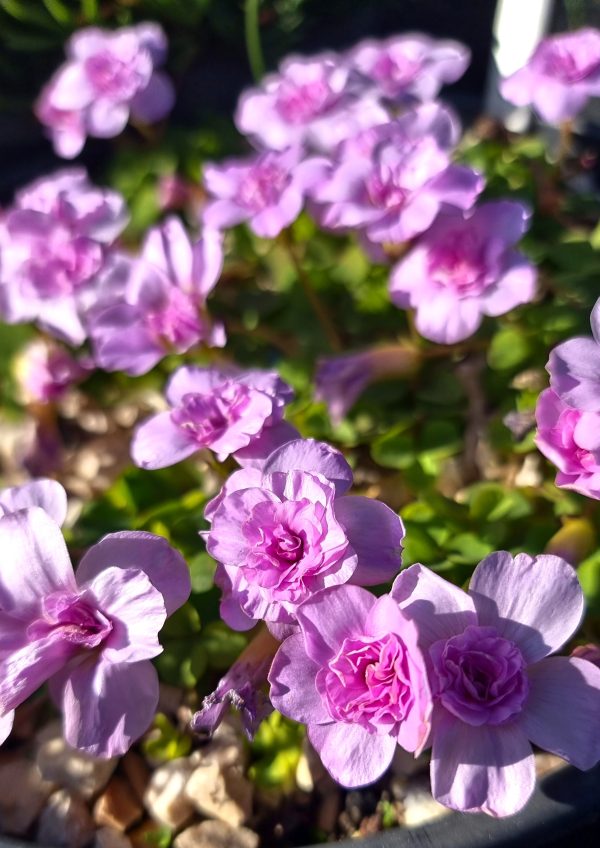 Oxalis nidulans 'Pom Pom' - Image 2
