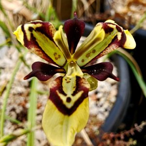 Moraea lurida