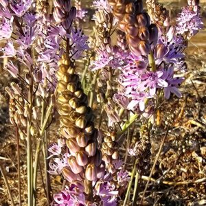 Prospero obtusiflolium